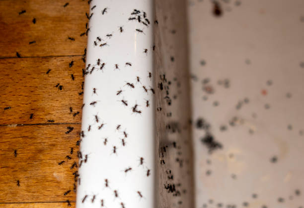 Best Ant Control Services  in Beardstown, IL